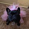 dog, french_bulldog, black_dog, pet, crown, pink_crown, tutu, pink_tutu, carpet, indoor, cute, costume, animal, portrait, small_dog, ears, face, looking_up, sitting, adorable