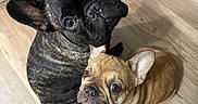 Benji And Spushie joined the competition — help win amazing prizes! dog, french_bulldog, puppy, pet, animal, indoor, floor, ears, looking_up, cute, companion, brown_dog, black_dog, two_dogs, close_up, curious, sitting, adorable, canine, domestic