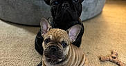 Benji And Spushie is registered to the contest to win money with this photo: animal, black, brown, carpet, companion, couch, cute, dog, domestic, ears, french_bulldog, fur, home, indoor, looking, pet, puppy, sitting, small, toy