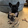 dog, french_bulldog, puppy, pet, animal, indoor, carpet, couch, toy, ears, cute, companion, sitting, looking, brown, black, fur, small, domestic, home