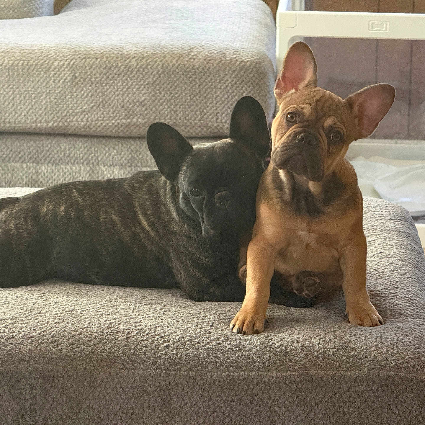 Benji And Spushie