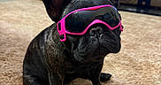 Spushie joined the competition — help win amazing prizes! animal, black_dog, carpet, cute, dog, domestic_animal, ears, floor, french_bulldog, furniture, goggles, household, indoor, living_room, pet, pink, portrait, reflection, sitting, television