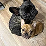 Spushie joined the competition — help win amazing prizes! adorable, animal, brindle, close_together, companion, curious, cute, dog, domestic, ears_up, floor, french_bulldog, indoor, looking_up, pet, puppy, sitting, tan, two_dogs, wooden_floor