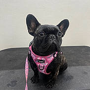 Spushie is registered to the contest to win money with this photo: animal, black_dog, canine, companion, curious, cute, dog, domestic_animal, ears_up, floor, french_bulldog, harness, indoor, leash, looking_up, pet, sitting, small_dog, table, wall
