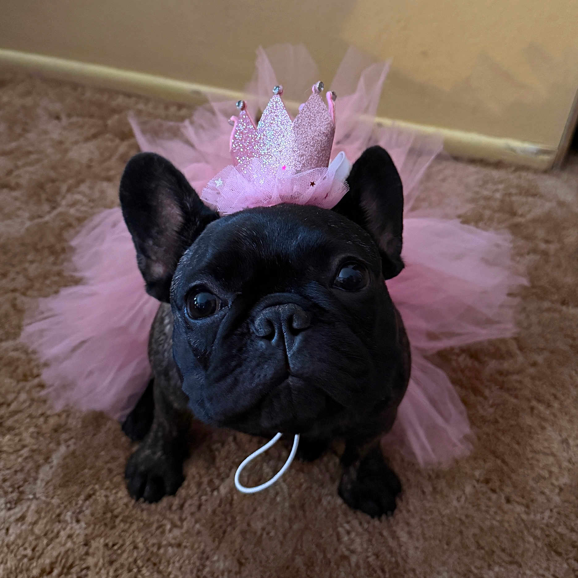 Spushie