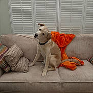 Theodore is registered to the contest to win money with this photo: dog, couch, blanket, pillows, indoor, window_shutters, head_tilt, pet, collar, furniture, living_room, curtains, domestic_animal, seated, canine, orange_blanket, corduroy, relaxed, home, cute