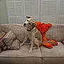 dog, couch, blanket, pillows, indoor, window_shutters, head_tilt, pet, collar, furniture, living_room, curtains, domestic_animal, seated, canine, orange_blanket, corduroy, relaxed, home, cute