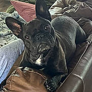 Lola is registered to the contest to win money with this photo: dog, french_bulldog, black_dog, pet, indoor, couch, leather, blanket, pillow, ears, looking, relaxed, animal, companion, fur, snout, paw, home, cozy, domestic