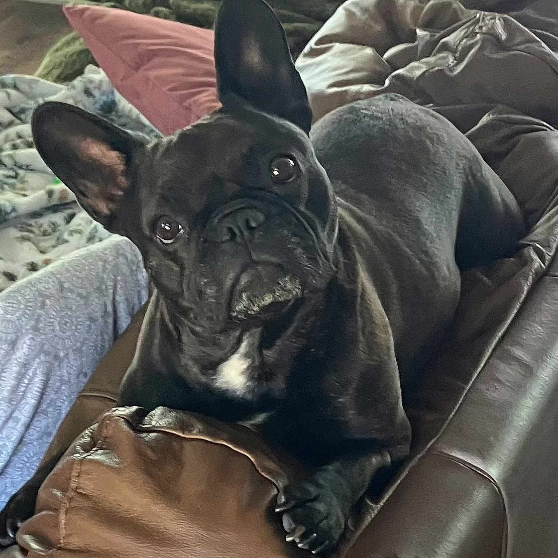 Lola is registered to the contest to win money with this photo: animal, black_dog, blanket, companion, couch, cozy, dog, domestic, ears, french_bulldog, fur, home, indoor, leather, looking, paw, pet, pillow, relaxed, snout