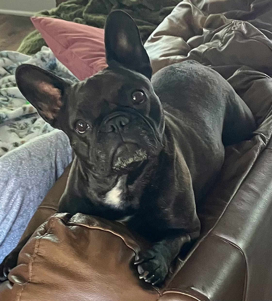 Lola is registered to the contest to win money with this photo: dog, french_bulldog, black_dog, pet, indoor, couch, leather, blanket, pillow, ears, looking, relaxed, animal, companion, fur, snout, paw, home, cozy, domestic