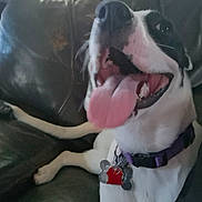 Lola joined the competition — help win amazing prizes! animal, black_and_white, canine, close_up, collar, cute, dog, domestic_animal, fur, happy, indoor, leather_couch, paw, pet, relaxed, sitting, smiling, tags, tongue, tongue_out