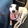 animal, black_patch, car_interior, closeup, companion, cute, dog, domestic_animal, floor_mat, friendly, happy, indoor, leash, panting, pet, purple_harness, quilted_cover, sitting, tongue_out, white_fur