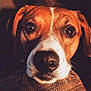 Zippo is registered to the contest to win money with this photo: american_foxhound, beagador, beagle, canidae, carnivore, companion_dog, dog, dog_breed, english_foxhound, eye, harrier, hound, mammal, nose, puppy, rare_breed_dog, snout, sporting_group, vertebrate, whiskers