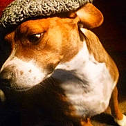 Zippo is registered to the contest to win money with this photo: american_pit_bull_terrier, american_staffordshire_terrier, canidae, carnivore, dog, dog_breed, ear, fawn, mammal, nose, puppy, rare_breed_dog, snout, vertebrate