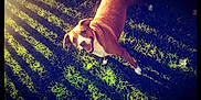 Zippo is registered to the contest to win money with this photo: basset_hound, canidae, carnivore, dog, dog_breed, fawn, grass, green, happy, hound, love, plant, sky, sporting_group, summer, sunlight
