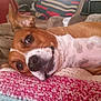 Zippo joined the competition — help win amazing prizes! basenji, beagle, canidae, carnivore, companion_dog, dog, dog_breed, ear, fawn, harrier, head, mammal, nose, puppy, puppy_love, rat_terrier, snout, sporting_group, teddy_roosevelt_terrier, vertebrate