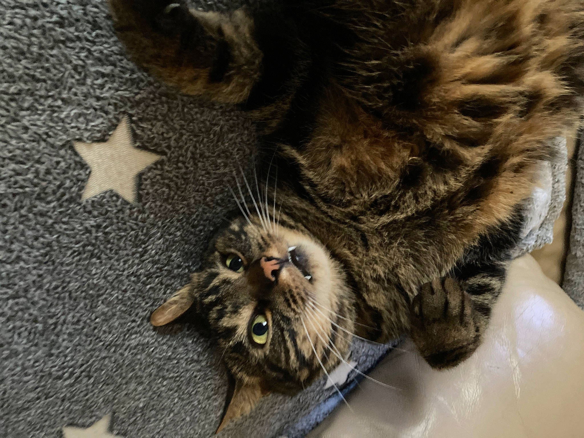 Sky a rejoint le concours — aidez-le/la à gagner de superbes lots ! carnivore, cat, claw, domestic_short_haired_cat, felidae, flooring, fur, metal, paw, small_to_medium_sized_cats, snout, tail, terrestrial_animal, whiskers