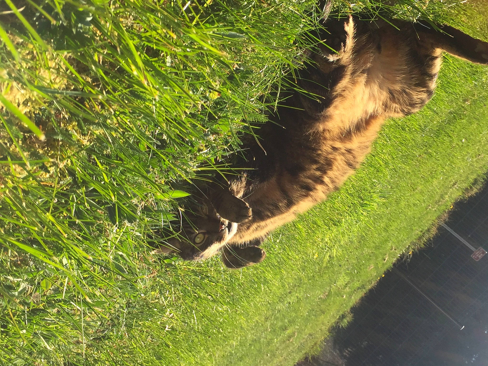 Sky participe au concours pour gagner de l'argent avec cette photo : grass, grass_family, grassland, groundcover, landscape, leaf, natural_landscape, plant, shrub, soil, tail, terrestrial_animal, terrestrial_plant, tree, trunk, vegetation, water, watercourse, wildlife, wood