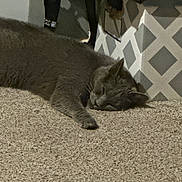 Heels joined the competition — help win amazing prizes! cat, gray_cat, carpet, indoor, sleeping, relaxed, furniture, ottoman, patterned, fabric, cozy, pet, animal, floor, home, resting, whiskers, paw, ears, quiet