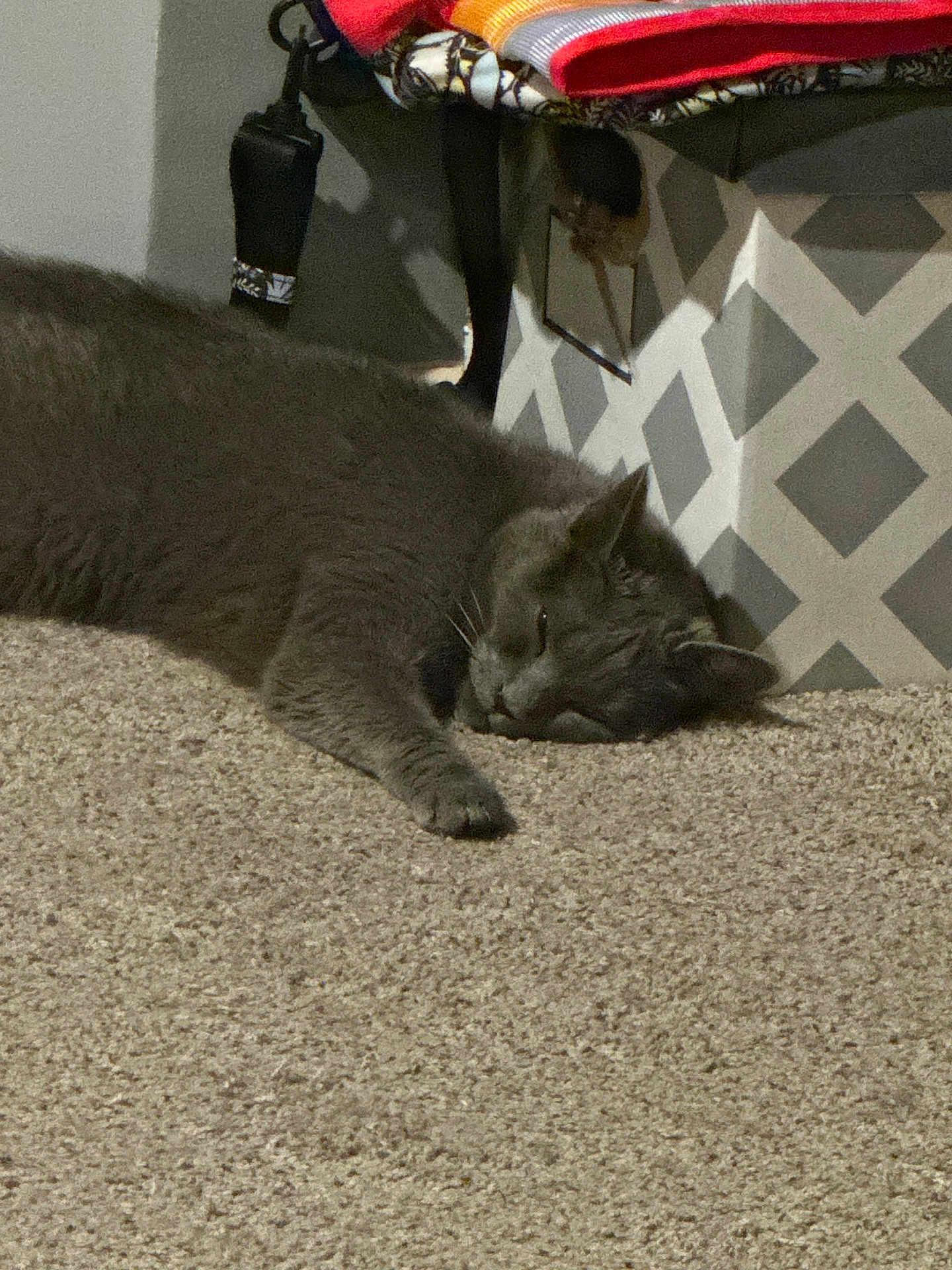 Heels joined the competition — help win amazing prizes! cat, gray_cat, carpet, indoor, sleeping, relaxed, furniture, ottoman, patterned, fabric, cozy, pet, animal, floor, home, resting, whiskers, paw, ears, quiet