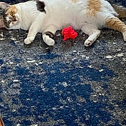 Ellie is registered to the contest to win money with this photo: cat, calico, pet, indoor, relaxed, lying_down, toy, red, curious, fur, whiskers, ears, floor, rug, patterned, blue, white, orange, black, home