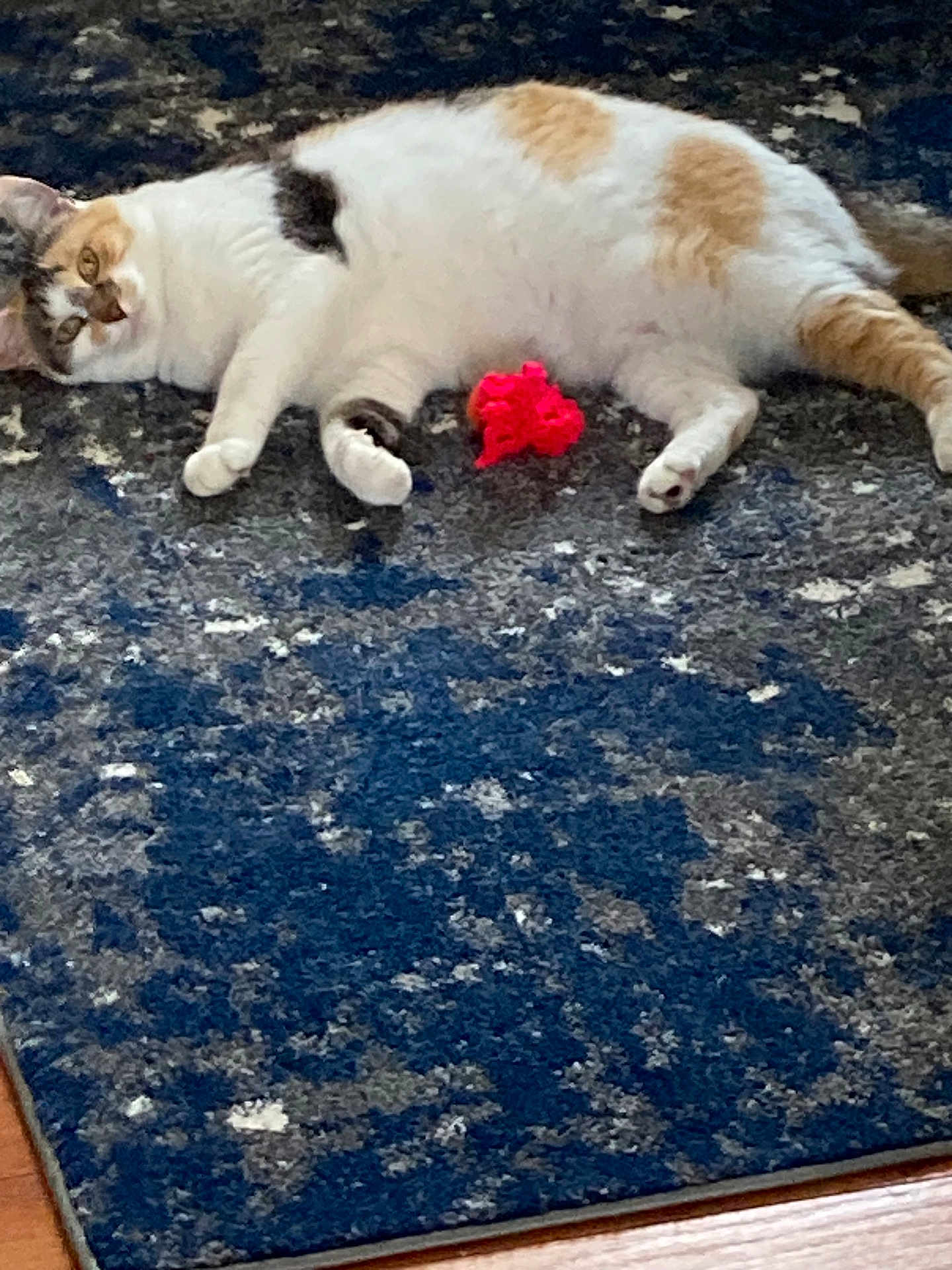 Ellie is registered to the contest to win money with this photo: cat, calico, pet, indoor, relaxed, lying_down, toy, red, curious, fur, whiskers, ears, floor, rug, patterned, blue, white, orange, black, home