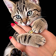 Luna participe au concours pour gagner de l'argent avec cette photo : cat, kitten, tabby, animal, pet, paw, paws, toe_beans, whiskers, blue_eyes, fur, striped, cute, adorable, hand, manicure, red_nails, jewelry, black_background, portrait