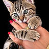 cat, kitten, tabby, animal, pet, paw, paws, toe_beans, whiskers, blue_eyes, fur, striped, cute, adorable, hand, manicure, red_nails, jewelry, black_background, portrait