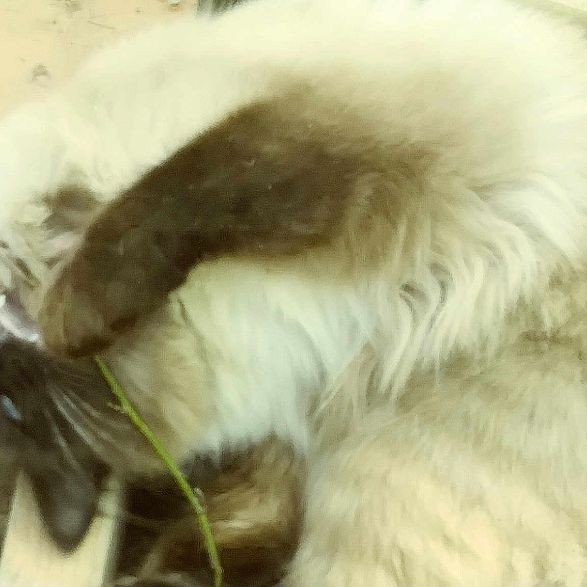 Dusty