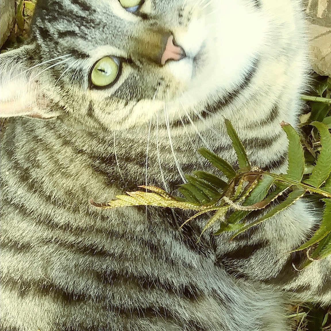 Skooter is registered to the contest to win money with this photo: aegean_cat, american_bobtail, american_curl, american_shorthair, american_wirehair, asian, california_spangled, carnivore, cat, domestic_short_haired_cat, dragon_li, european_shorthair, eye, felidae, fur, pixie_bob, small_to_medium_sized_cats, snout, tabby_cat, whiskers