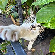Rocky joined the competition — help win amazing prizes! cat, paw, green_leaves, plant, outdoor, nature, curious, animal, pet, whiskers, feline, closeup, eye_contact, garden, metal_rail, fur, daylight, playful, focus, background_blur