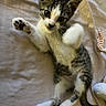 Rocky is registered to the contest to win money with this photo: kitten, cat, pet, playful, paw, fur, whiskers, bed, blanket, toy, cute, animal, lying_down, young, feline, indoor, soft, relaxed, curious, small