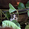 Rocky joined the competition — help win amazing prizes! cat, plant, leaf, green, curious, pet, animal, indoor, nature, closeup, face, whiskers, eyes, hiding, foliage, stem, tabby, white, background, domestic