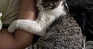 Rocky joined the competition — help win amazing prizes! cat, tabby_cat, sleeping, snuggling, arm, human, pet, indoor, resting, fur, whiskers, striped, white_paws, comfort, relaxation, bed, blanket, soft, close_up, animal
