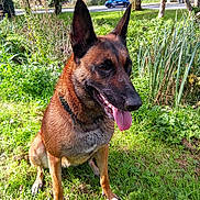 S'Mikasa a rejoint le concours — aidez-le/la à gagner de superbes lots ! dog, belgian_malinois, canine, animal, pet, grass, outdoor, sunlight, nature, greenery, tree, shrub, road, car, tongue_out, sitting, collar, happy, daytime, park