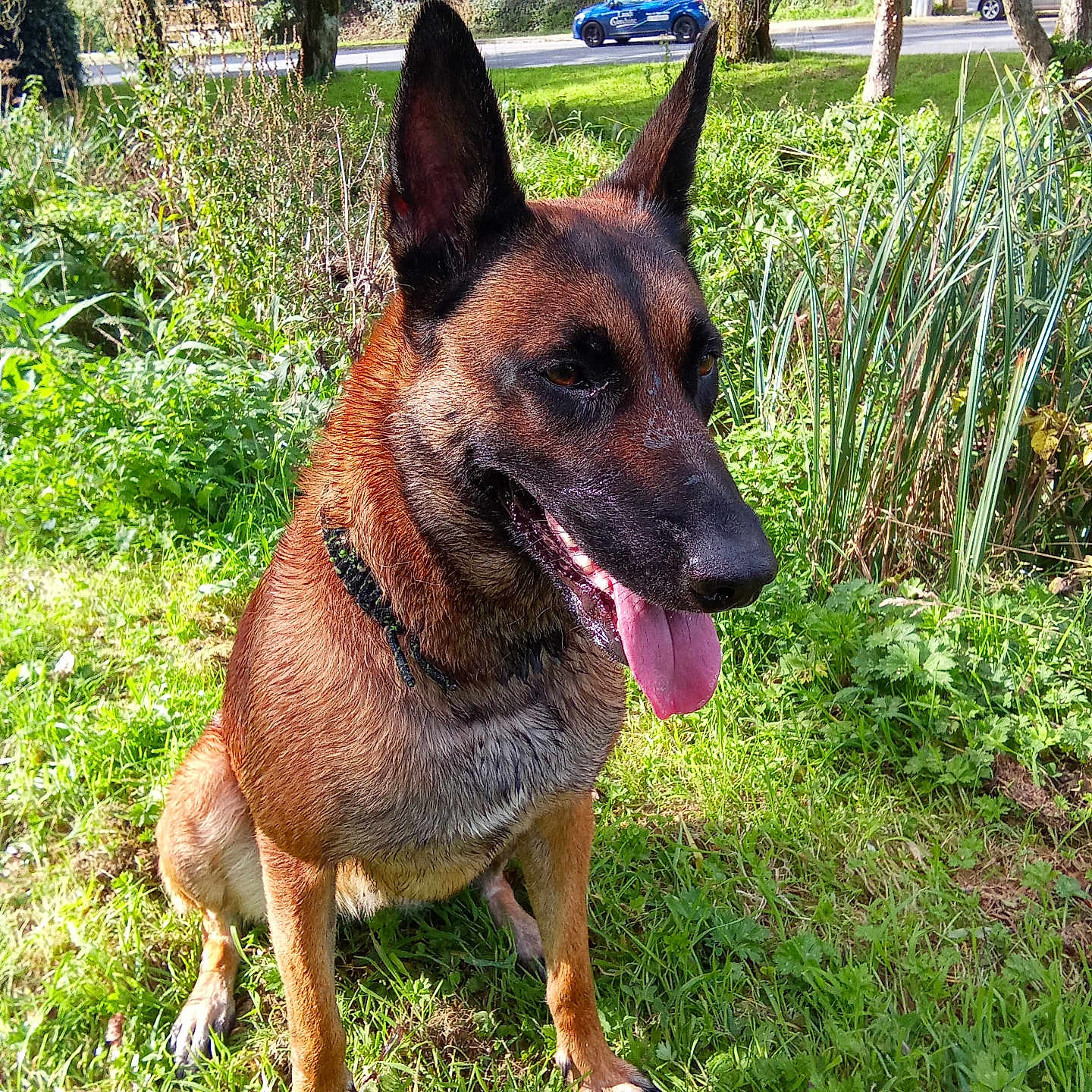 S'Mikasa a rejoint le concours — aidez-le/la à gagner de superbes lots ! animal, belgian_malinois, canine, car, collar, daytime, dog, grass, greenery, happy, nature, outdoor, park, pet, road, shrub, sitting, sunlight, tongue_out, tree
