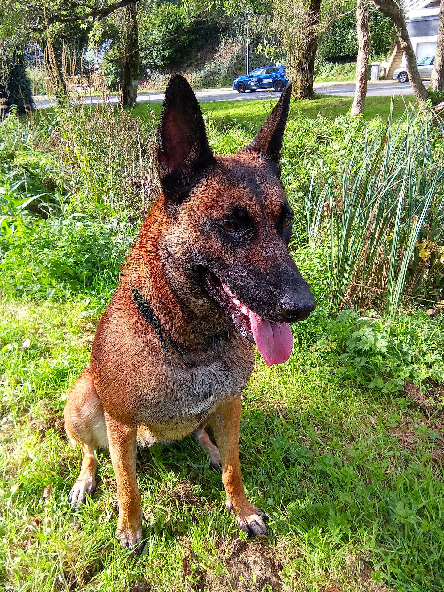S'Mikasa a rejoint le concours — aidez-le/la à gagner de superbes lots ! dog, belgian_malinois, canine, animal, pet, grass, outdoor, sunlight, nature, greenery, tree, shrub, road, car, tongue_out, sitting, collar, happy, daytime, park