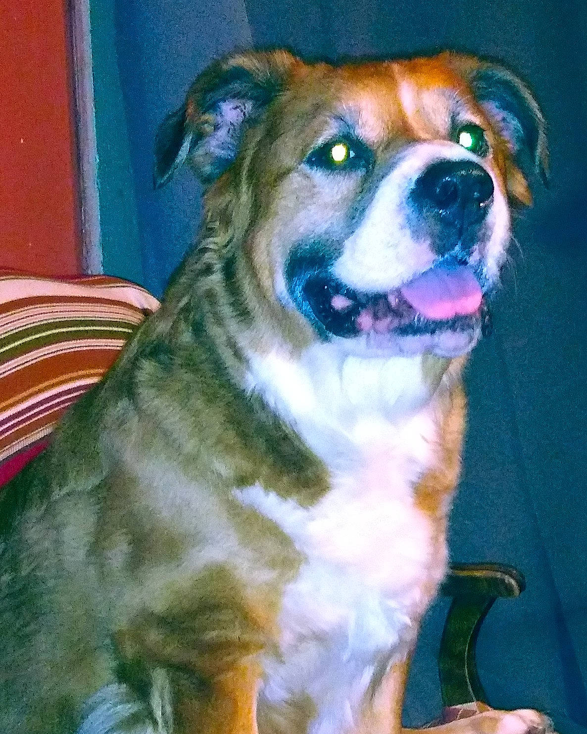 Tankerz joined the competition — help win amazing prizes! ancient_dog_breeds, art, canidae, carnivore, chair, companion_dog, dog, dog_breed, fawn, fur, guard_dog, herding_dog, smile, snout, sporting_group, stool, toy_dog, whiskers, working_animal, working_dog