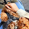 Koby joined the competition — help win amazing prizes! dog, small_dog, curly_fur, brown_fur, fluffy, pet, lap_dog, harness, leash, hand, petting, person, blue_jeans, sweater, outdoor, pavement, chair, seated, companion_animal, closeup