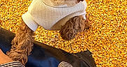 Koby joined the competition — help win amazing prizes! puppy, dog, curly_fur, brown_fur, white_sweater, cute, portrait, overhead_view, looking_up, fluffy, pet, animal, grain, golden_background, plaid_clothing, person, outdoor, cozy, adorable, photography