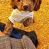 puppy, dog, curly_fur, brown_fur, white_sweater, cute, portrait, overhead_view, looking_up, fluffy, pet, animal, grain, golden_background, plaid_clothing, person, outdoor, cozy, adorable, photography