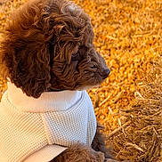 Koby joined the competition — help win amazing prizes! dog, puppy, brown_dog, curly_fur, sweater, clothing, outdoor, farm, straw, hay, golden, rustic, animal, pet, profile, sitting, cozy, warm_lighting, portrait, cute