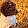 dog, puppy, brown_dog, curly_fur, sweater, clothing, outdoor, farm, straw, hay, golden, rustic, animal, pet, profile, sitting, cozy, warm_lighting, portrait, cute