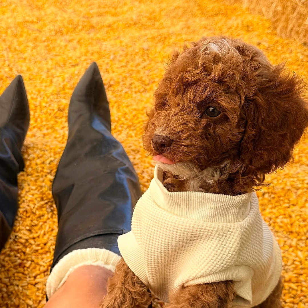 Koby joined the competition — help win amazing prizes! puppy, dog, curly_fur, brown_fur, sweater, cream_clothing, small_dog, sitting, lap, person, boots, indoor, carpet, warm_lighting, portrait, pet, cute, floppy_ears, looking_away, cozy