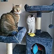 Sylka Et Uki participe au concours pour gagner de l'argent avec cette photo : alert, animal, blue_cat_tree, cat, cat_tree, curious, domestic_animal, feline, furniture, household, indoor, pet, picture, relaxing, sitting, tabby_cat, toy, wall, white_cat, yellow_toy