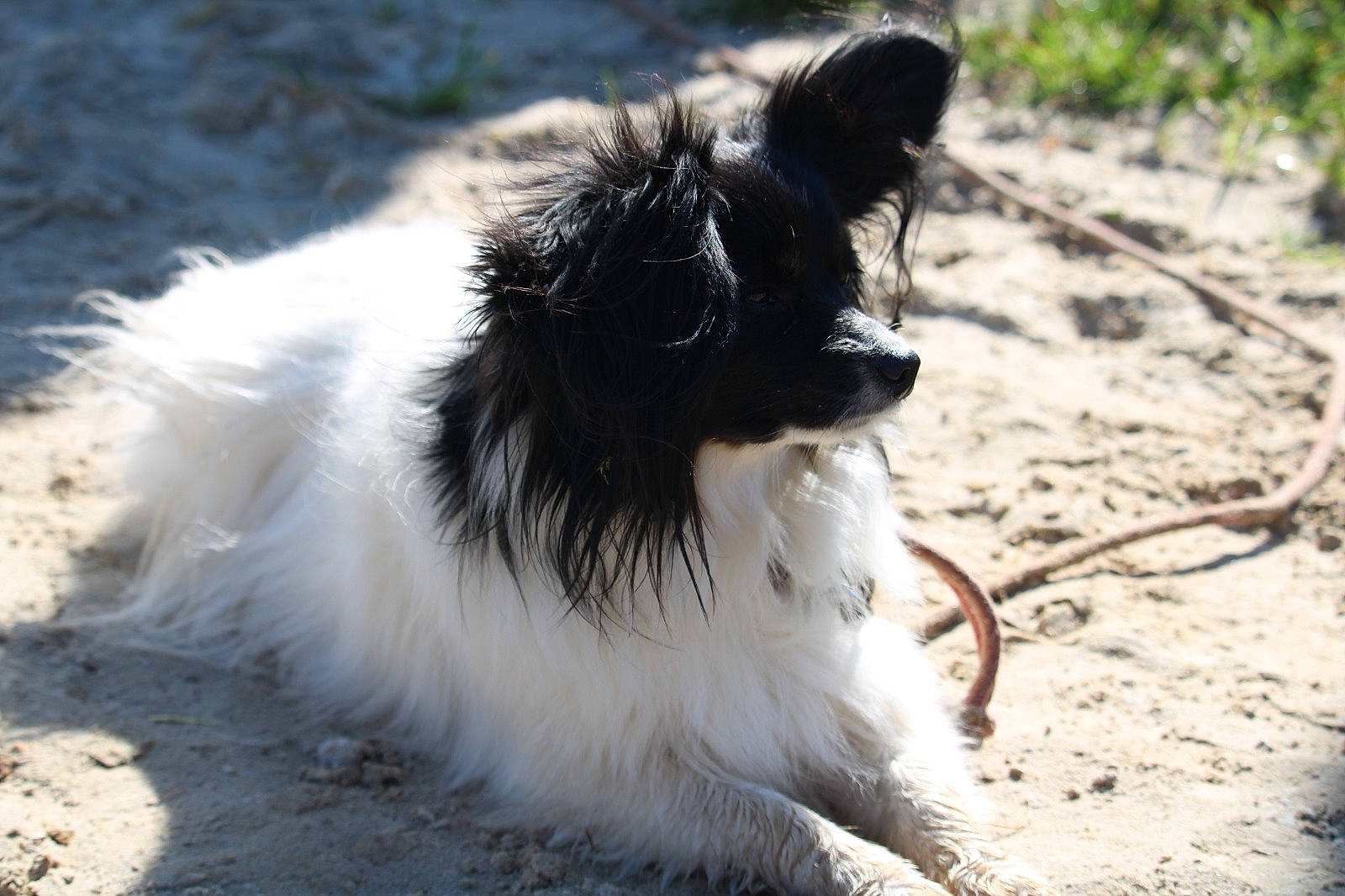 Solo participe au concours pour gagner de l'argent avec cette photo : canidae, carnivore, collie, companion_dog, dog, dog_breed, fur, herding_dog, plant, scotch_collie, snout, soil, sporting_group, tail, terrestrial_animal, whiskers, wildlife, working_animal, working_dog