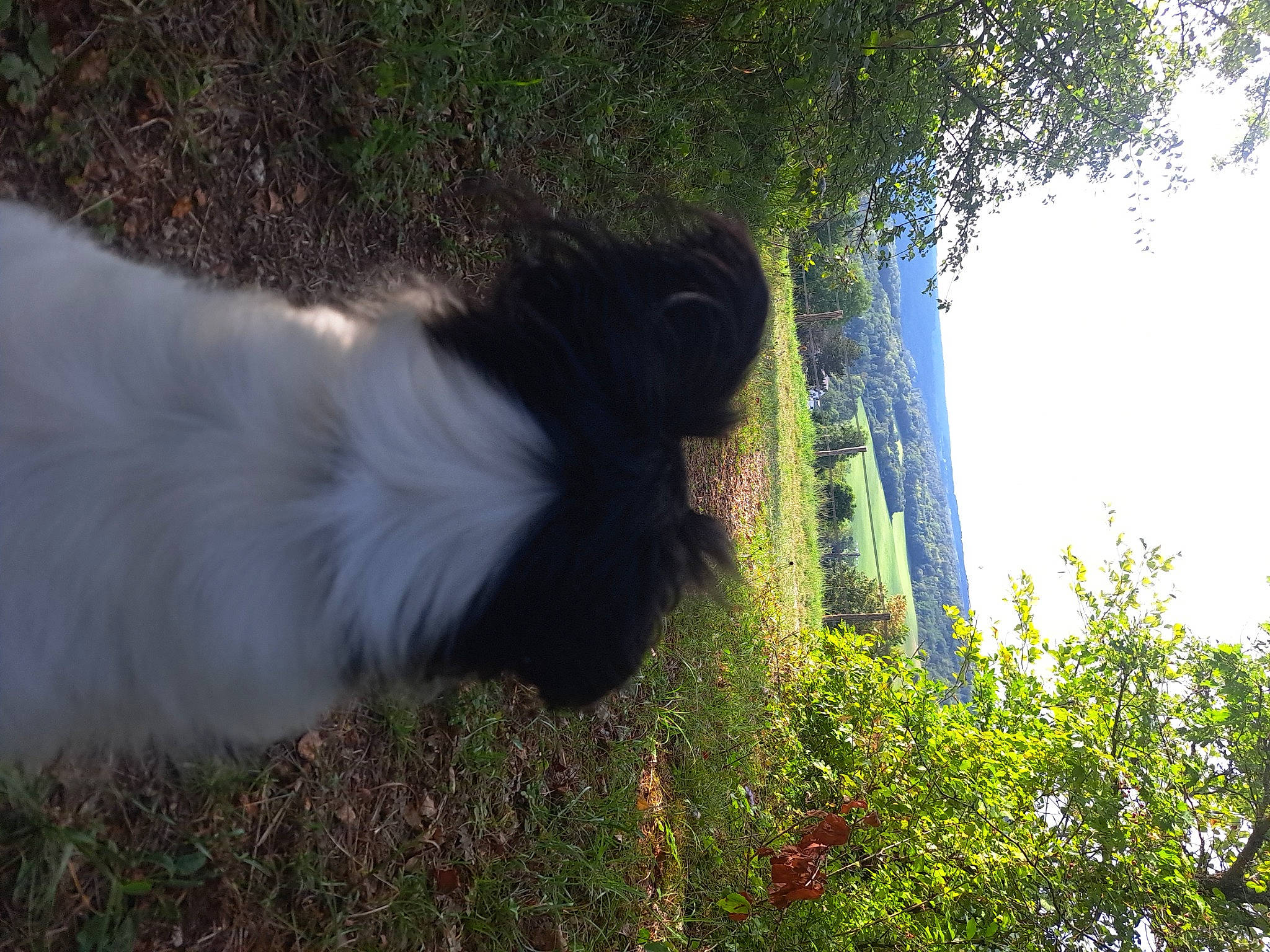 Solo a rejoint le concours — aidez-le/la à gagner de superbes lots ! carnivore, companion_dog, dog_breed, felidae, grass, grassland, landscape, natural_landscape, plant, shrub, sky, tail, terrestrial_animal, tints_and_shades, tree, trunk, whiskers, wildlife, window, woody_plant