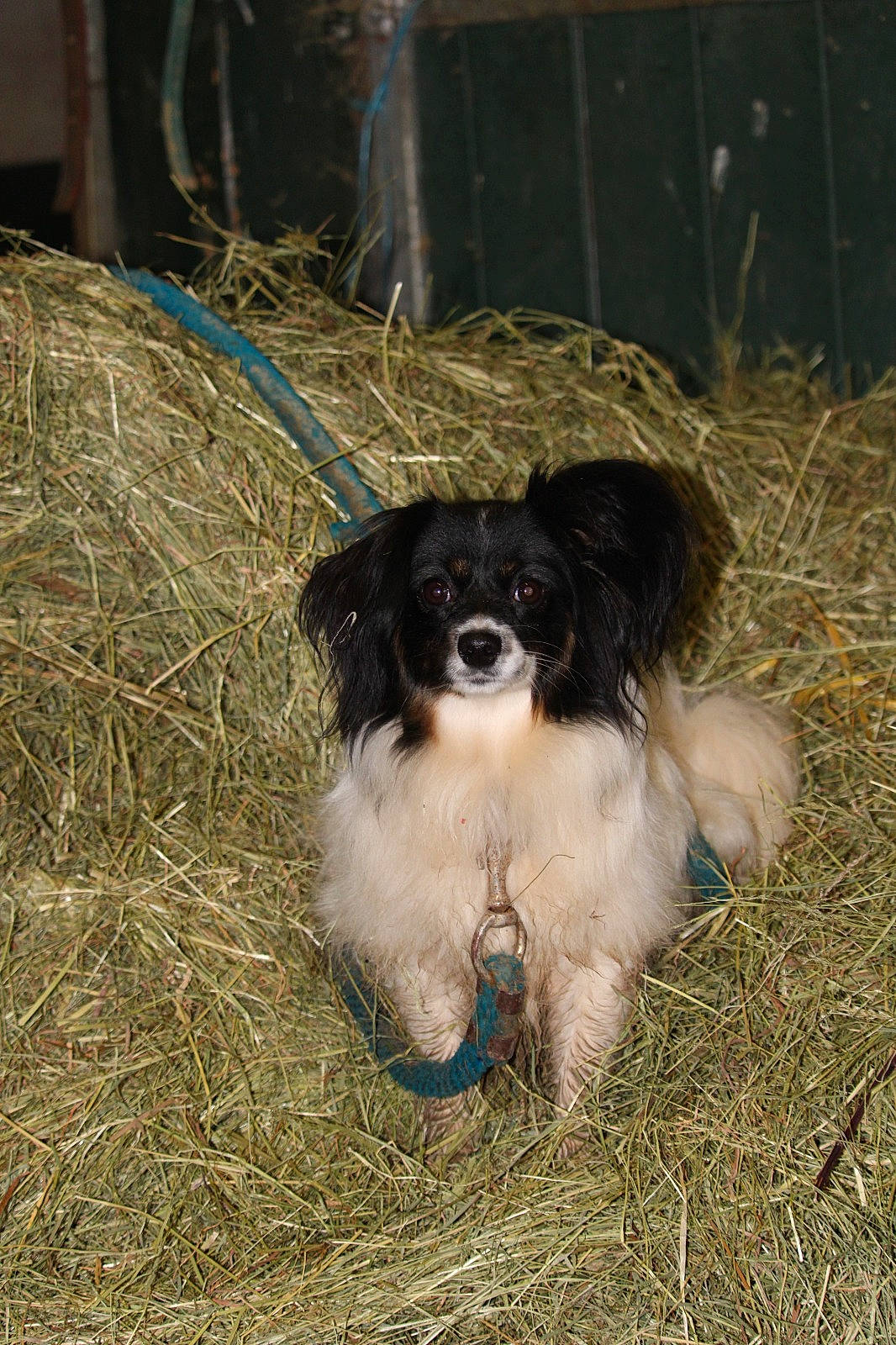 Solo a rejoint le concours — aidez-le/la à gagner de superbes lots ! canidae, carnivore, cavalier_king_charles_spaniel, companion_dog, corn_on_the_cob, dog, dog_breed, fawn, fur, grass, gun_dog, king_charles_spaniel, liver, snout, soil, spaniel, sporting_group, terrestrial_animal, toy_dog, working_animal