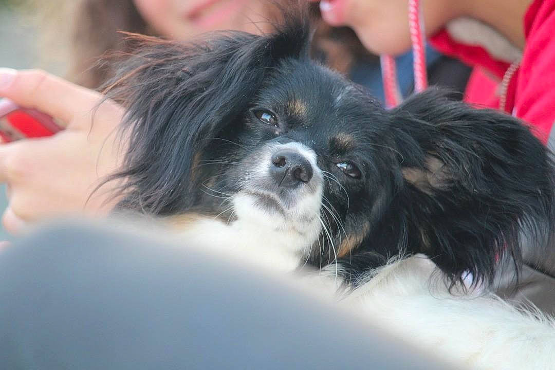 Solo participe au concours pour gagner de l'argent avec cette photo : canidae, carnivore, companion_dog, dog, dog_breed, fur, non_sporting_group, puppy, snout, sporting_group, terrestrial_animal, toy_dog, working_animal, working_dog