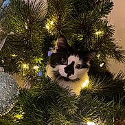 Moo joined the competition — help win amazing prizes! bauble, black_and_white_cat, cat, christmas_lights, christmas_tree, close_up, cozy, curious, decoration, festive, greenery, holiday, indoors, kitten, ornament, peeking, pet, pine_needles, playful, whiskers